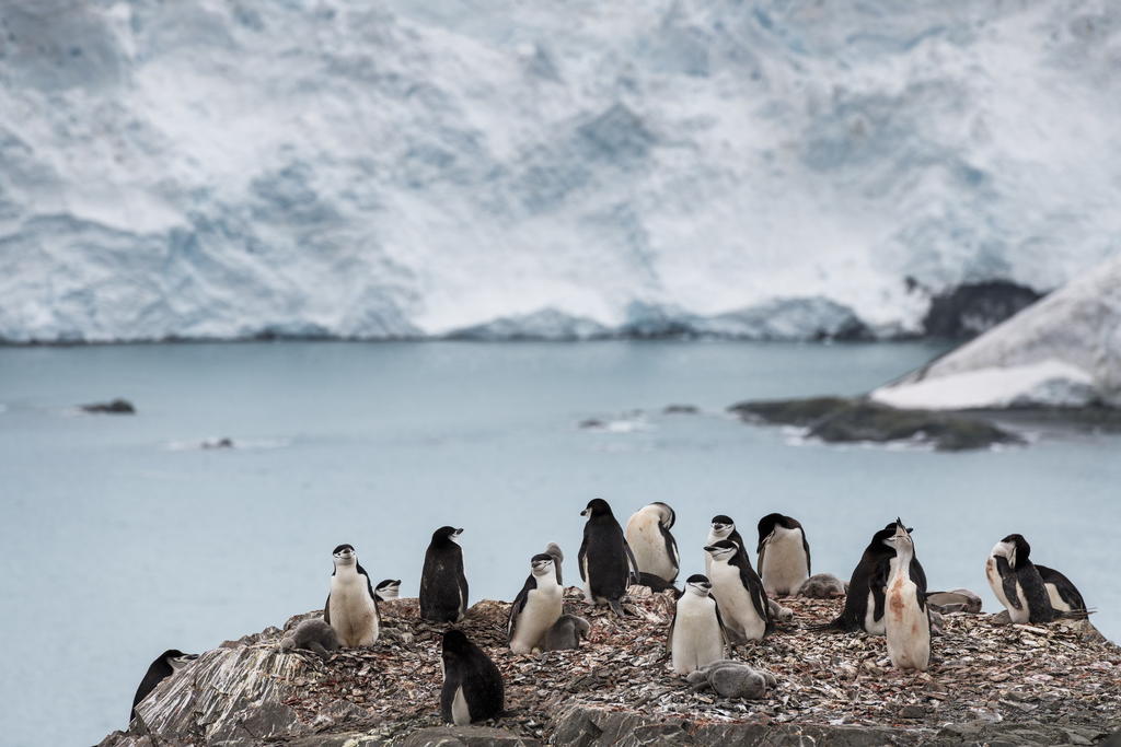 Las altas temperaturas récord que se han reportado en la Antártida tomarán meses para verificar, dijo la agencia meteorológica de la ONU. (ARCHIVO) 