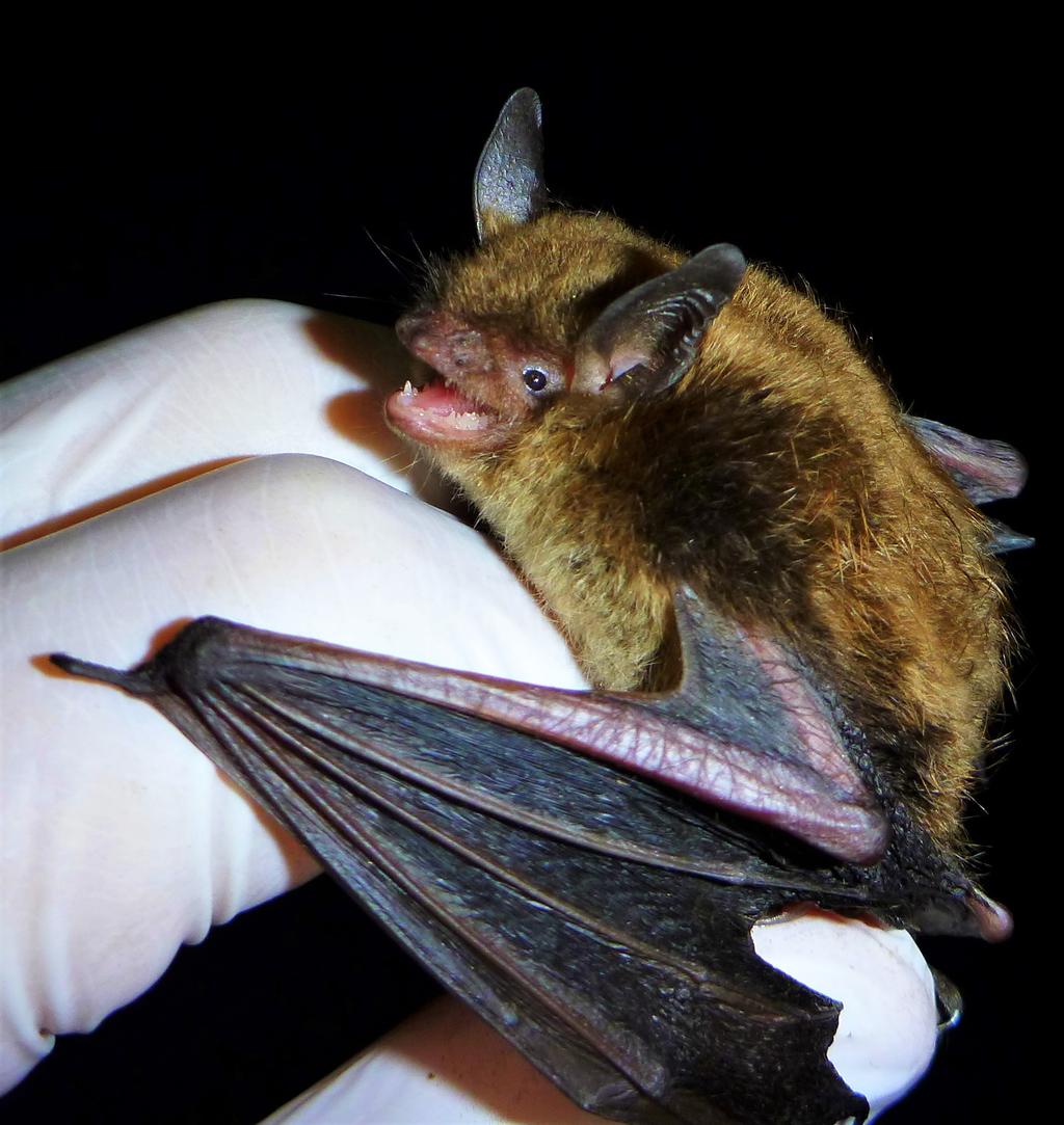 Los murciélagos son controladores importantes de plagas de cultivos de café, té y algodón; la ceiba, los agaves tequileros y mezcaleros, ya que son polinizados por estos mamíferos. (ESPECIAL)