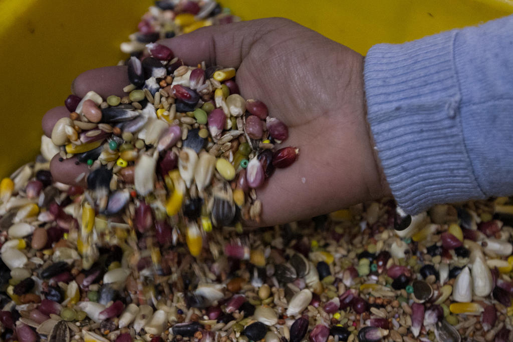 Las empresas formales productoras de semillas en el país denuncian la competencia desleal de la piratería de semillas. (ARCHIVO)