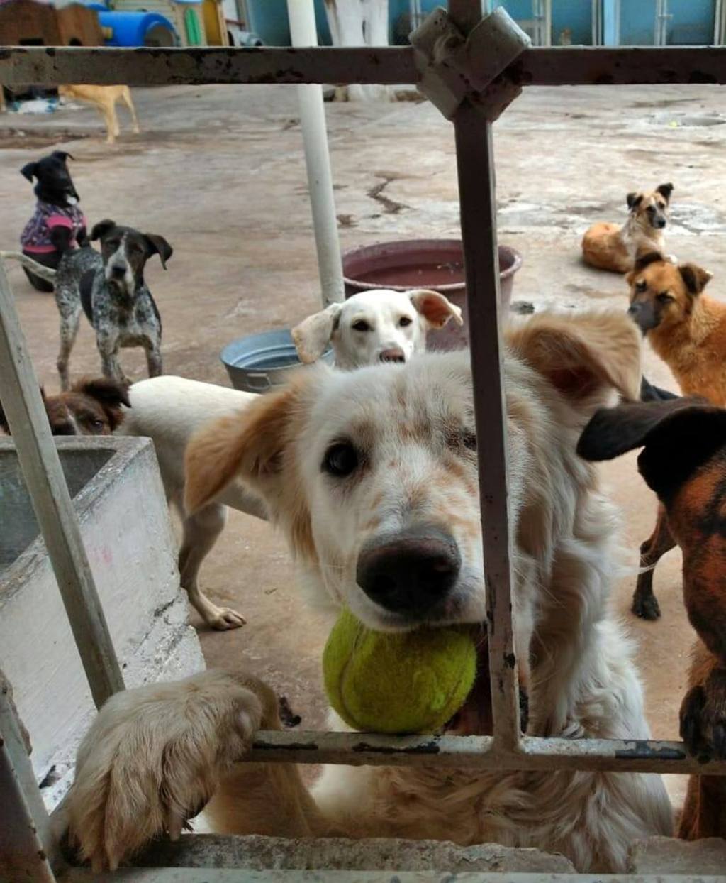 El albergue llevará a cabo esta actividad el próximo domingo 1 de marzo a fin de recaudar fondos para los perritos que rescata. (CORTESÍA)