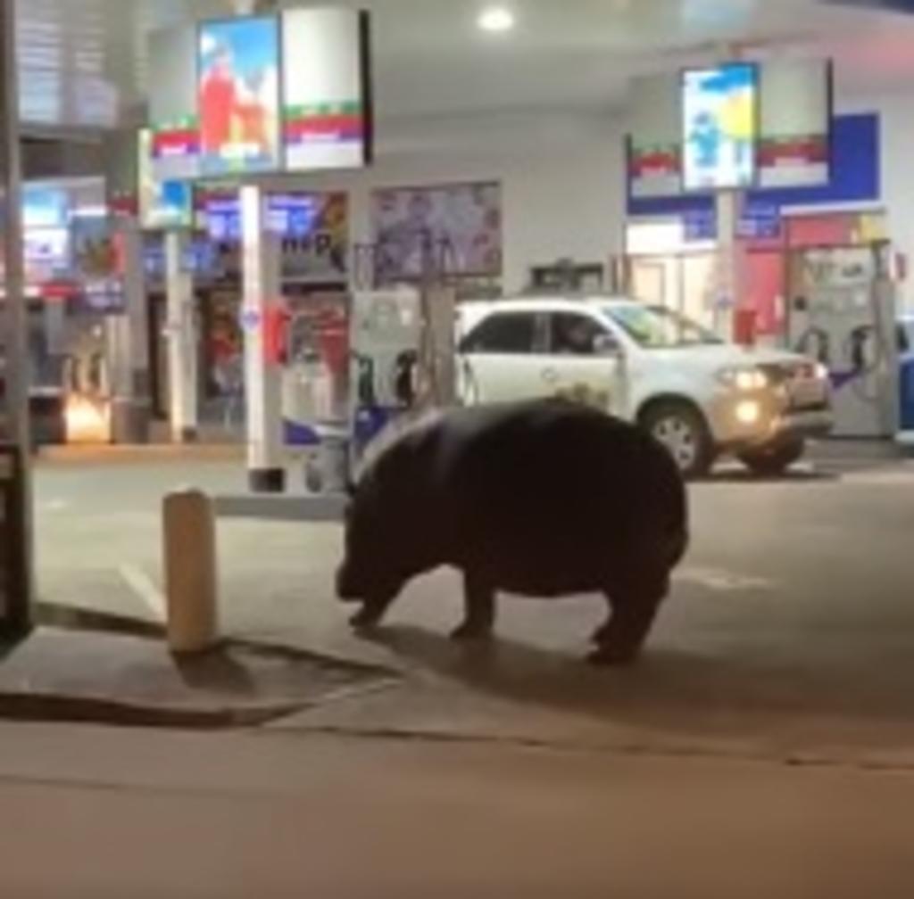 Hipopótamo visita una gasolinera y sorprende a motoristas