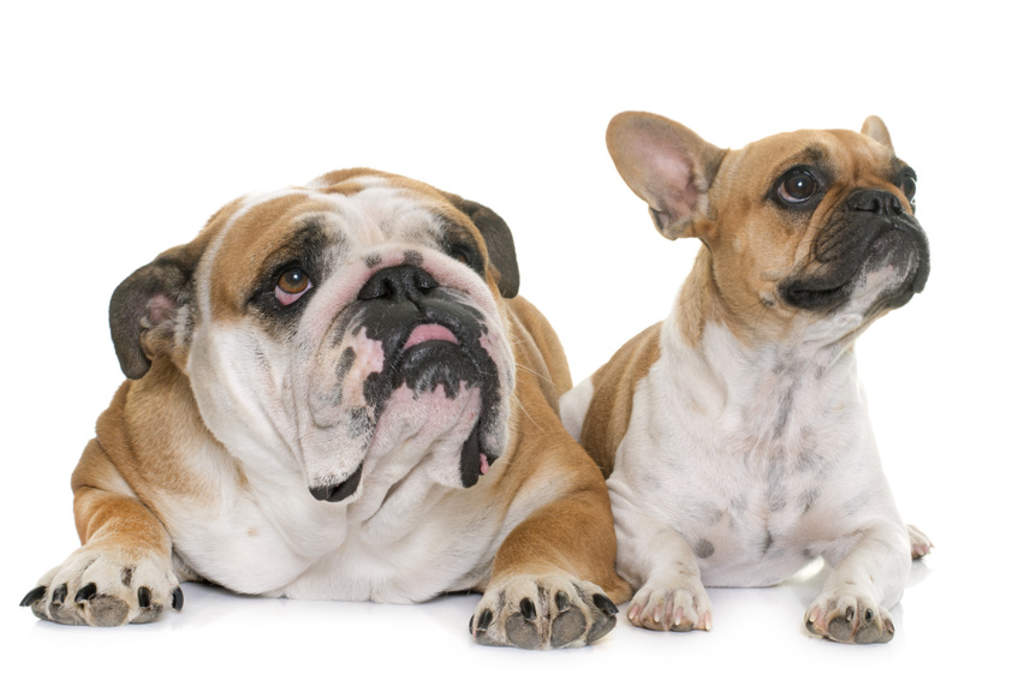 Los perros Bulldog son muy populares en la lista de las razas molosas. Sin embargo, aunque estos dos compartan el nombre existen numerosas diferencias entre ambos. (ARCHIVO) 