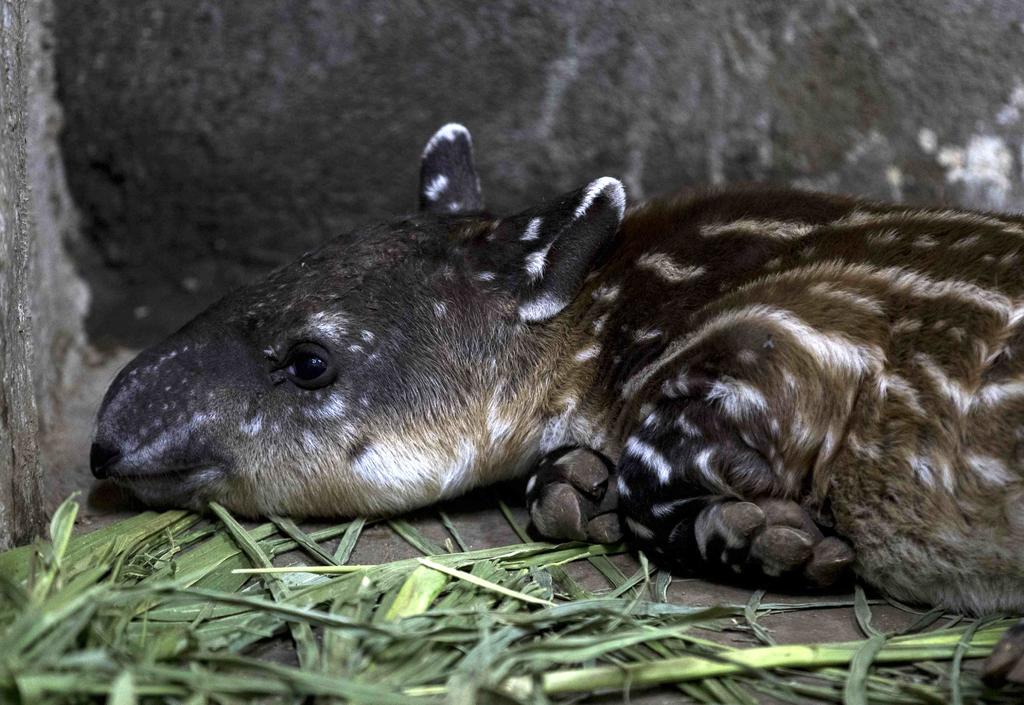 Una cría de tapir, nacida en cautiverio y que se encuentra en peligro de extinción, es el nuevo residente del Zoológico Nacional, situado en la salida sur de Managua. (ARCHIVO) 