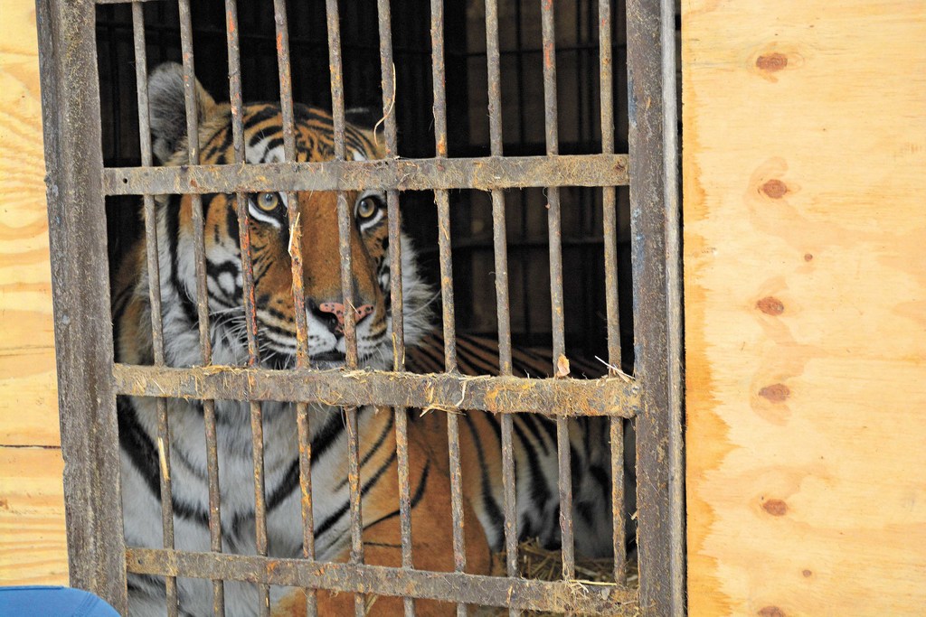 Sharkan, una tigresa de un año y medio, fue rescatada por la asociación Invictus. (AGENCIAS)
