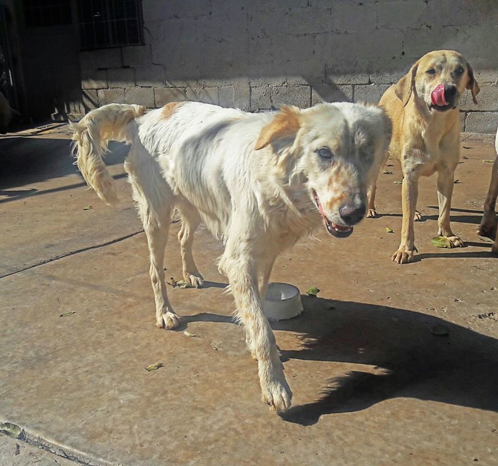 Corazón Canino asiste a 70 perritos en situación de calle, lo cual se realiza a través de donativos y eventos que organizan. (EL SIGLO DE TORREÓN)