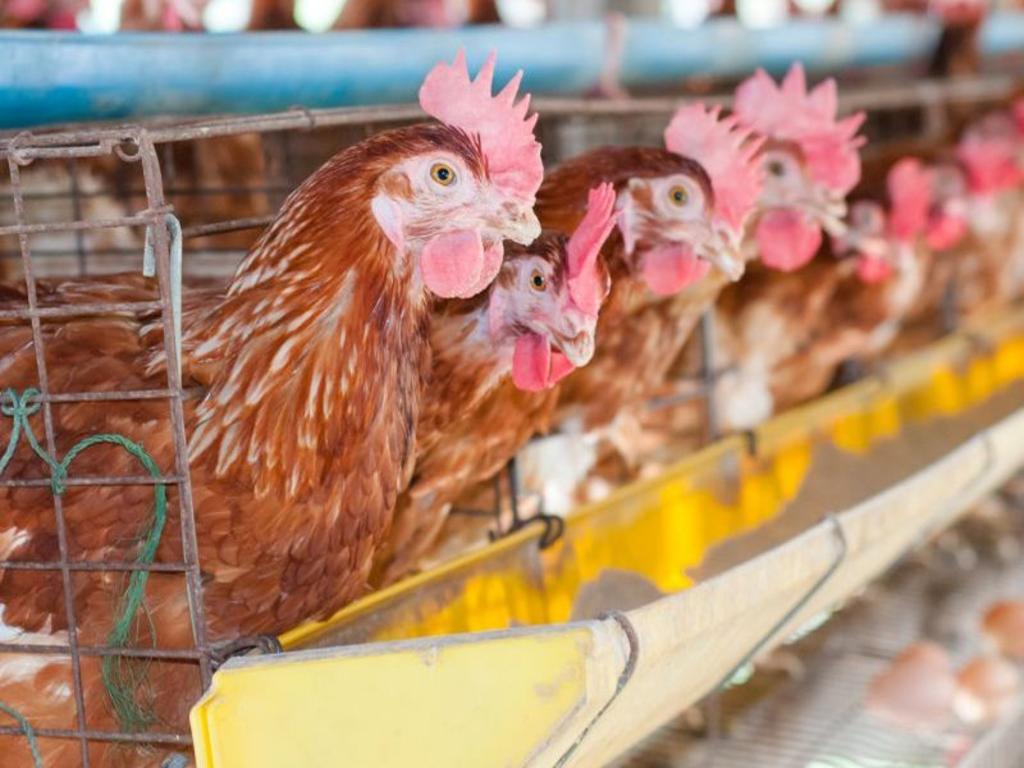 Rumores vinculan la infección con el consumo de huevos y carne de pollo, pero esto es falso. (INTERNET) 