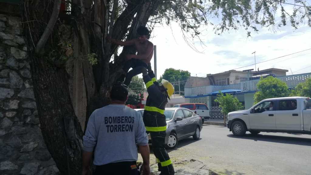 Joven intoxicado escala árbol al salir de la Colón en Torreón, en sus alucinaciones aseguró que varias personas lo seguían. (EL SIGLO DE TORREÓN)
