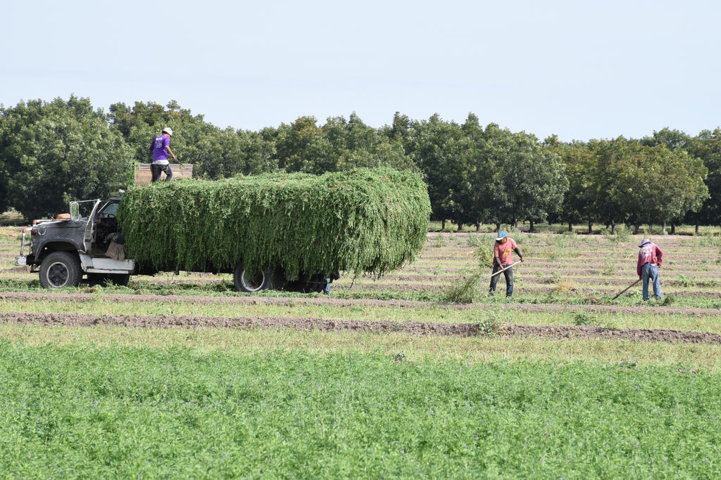El cultivo de alfalfa en la región representa una superficie estimada de 40 mil hectáreas, cuyo riego implica un volumen superior a los 500 millones de metros cúbicos. (ARCHIVO)