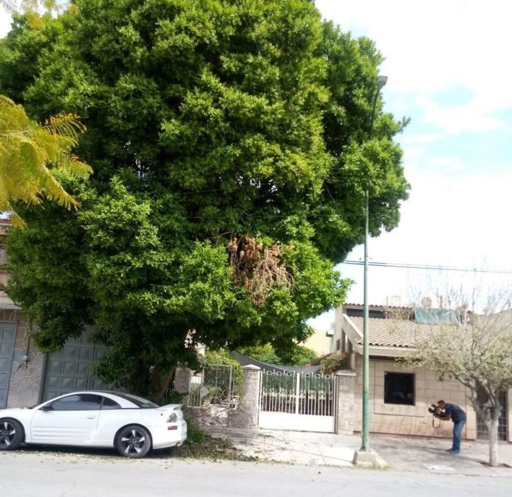De lo alto de un árbol cayó en forma accidental un jardinero de 58 años que se golpeó la cabeza y murió antes que llegara el auxilio, el mediodía de este martes en la calle Niños Héroes (11), entre las avenidas Morelos y Matamoros. (EL SIGLO DE TORREÓN)