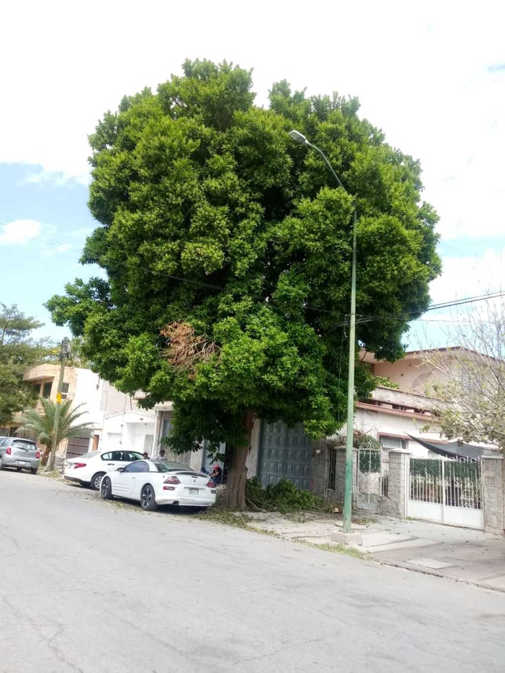 De lo alto de este árbol cayó el jardinero y se golpeó la cabeza con el pavimento. Perdió la vida en el mismo lugar. (EL SIGLO DE TORREÓN)