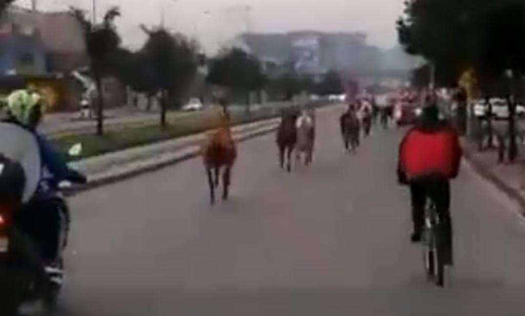 Los caballos aprovecharon que la cerca del campo estaba abierta para dirigirse a la ciudad (CAPTURA) 