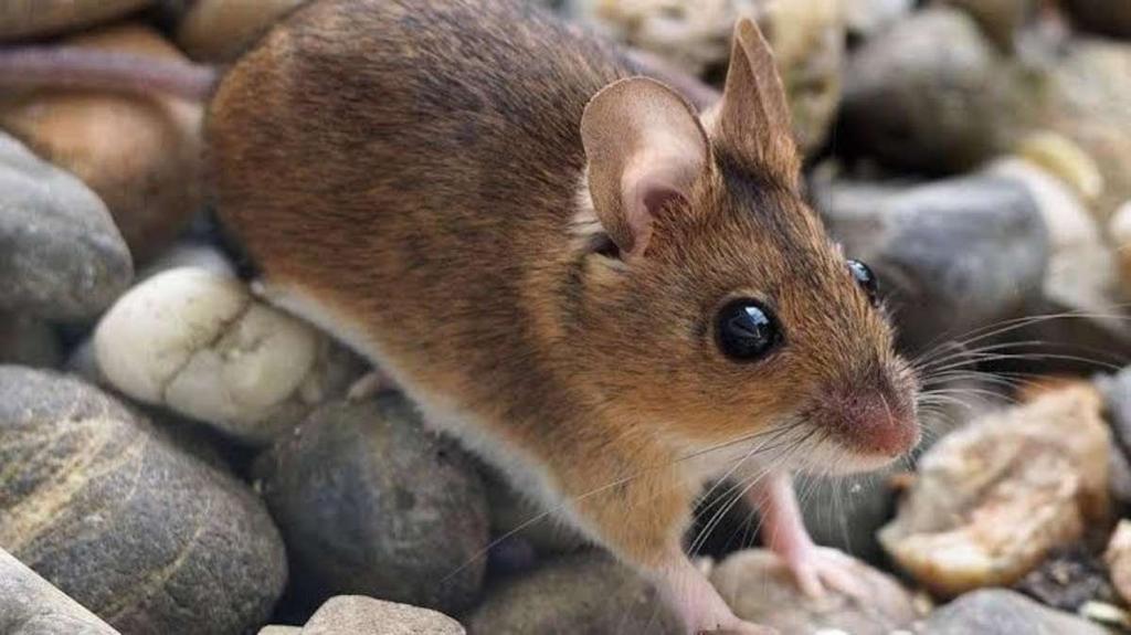 La enfermedad es transmitida a través de zoonosis entre roedores y humanos (ESPECIAL)  