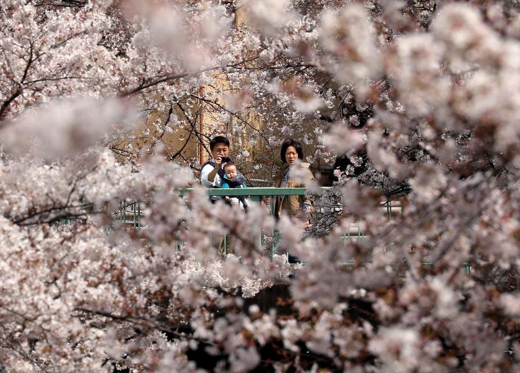 Las afamados cerezos en flor de Japón están ahora en todo su esplendor, pero las visitas se suspendieron por completo en Tokio debido al coronavirus. (EFE) 