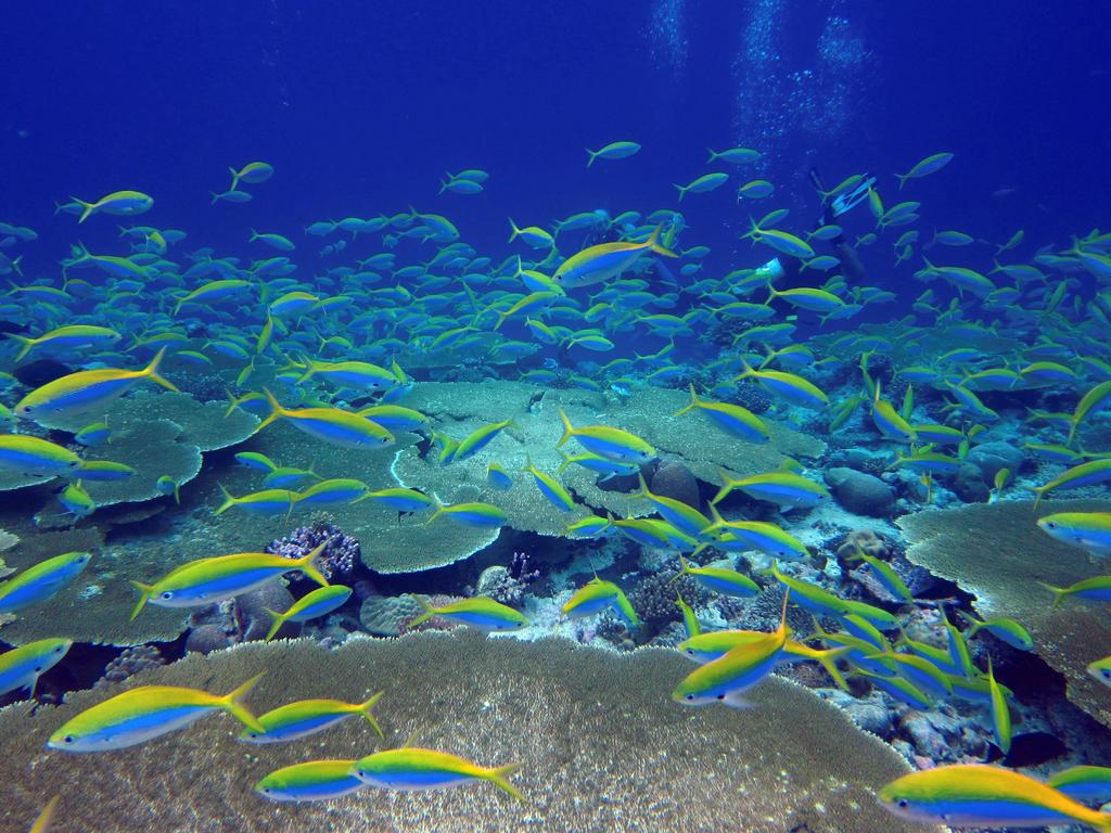 Desde la época preindustrial, los océanos del mundo se han calentado en promedio un grado centígrado y esto ha provocado cambios generalizados en el tamaño de las poblaciones de especies marinas. (ARCHIVO) 
