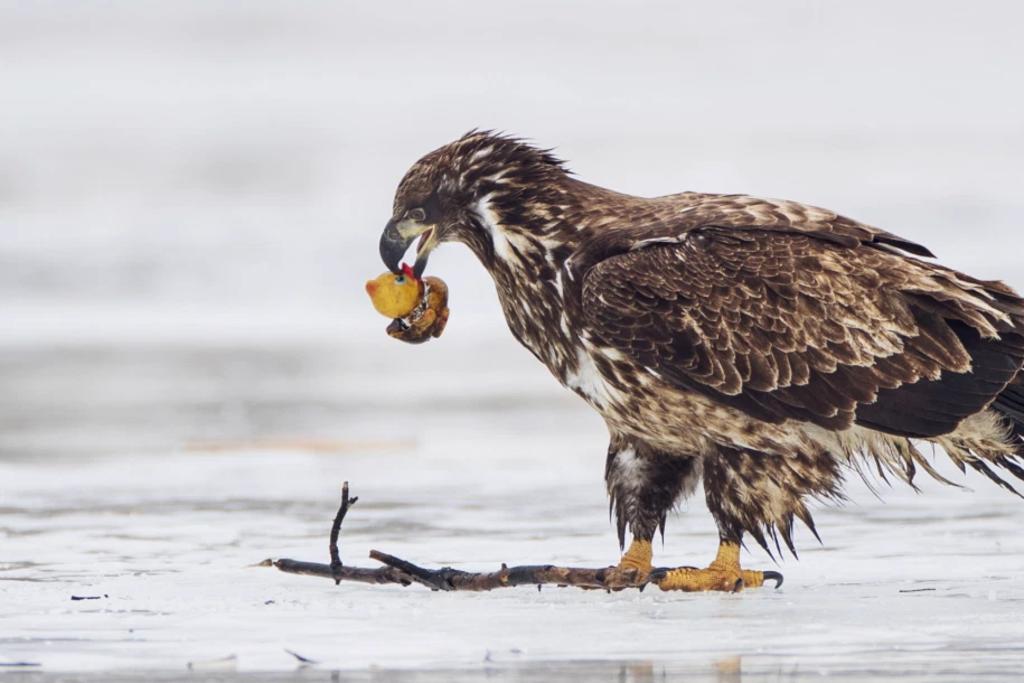 Fotógrafo capta imagen de un águila cazando un pato pero de plástico