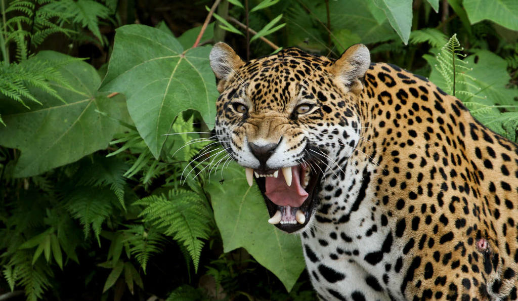 avistan-animales-ex-ticos-en-las-calles-de-canc-n-durante-cuarentena