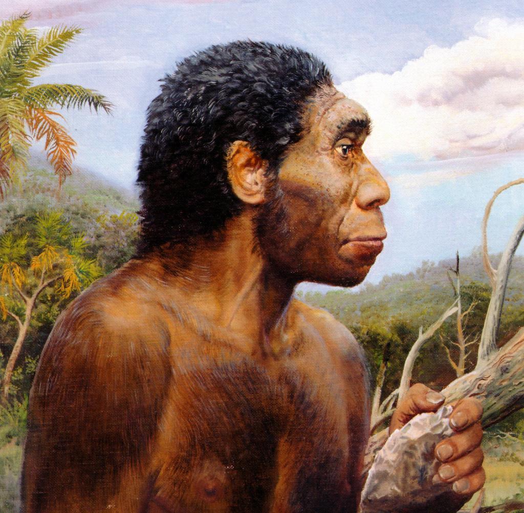 Un trozo de cráneo encontrado en una excavación en Sudáfrica da un giro a la historia de los ancestros humanos más directos, pues ese fósil de Homo erectus revela que esa especie ya vivía en el sur de África hace dos millones de años. (ESPECIAL)