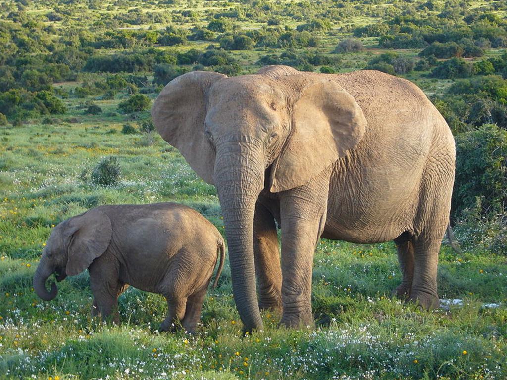 Los elefantes no dejaron a los guardabosques acercarse. (INTERNET)