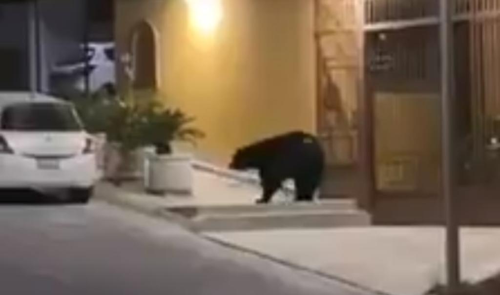 El oso fue visto deambulando en la colonia Cumbres de Monterrey (CAPTURA) 