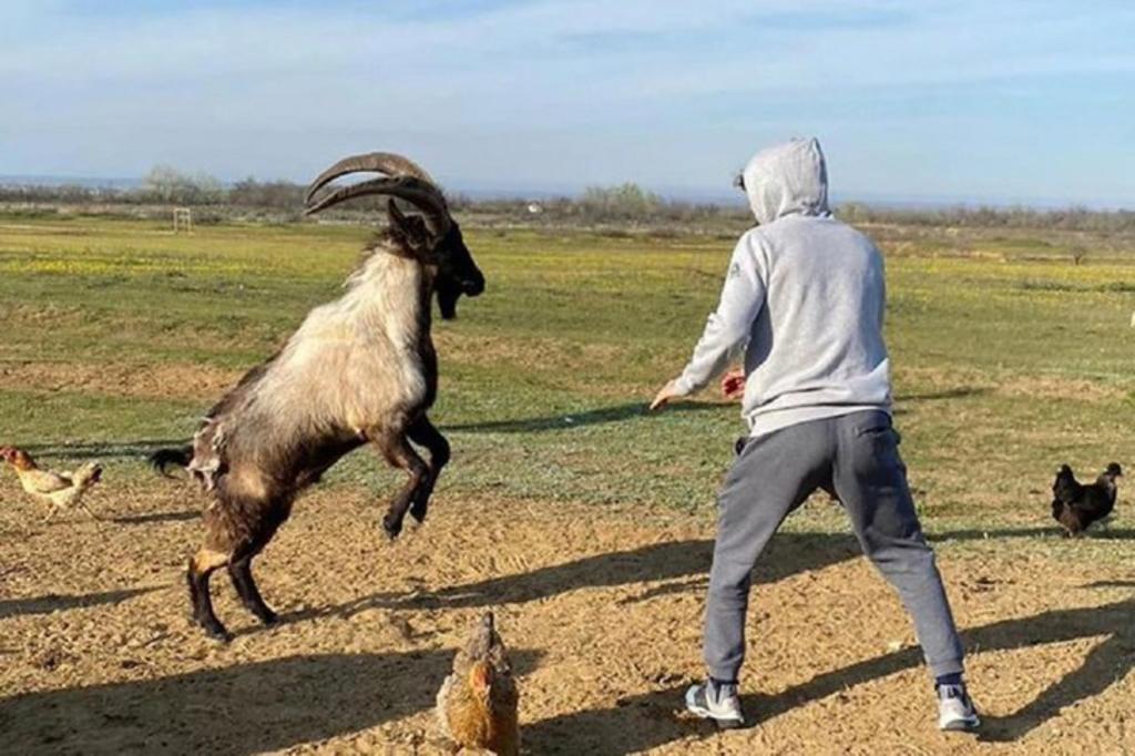 En un video publicado en sus redes sociales, se puede observar al peleador como lidia con una cabra, mientras ésta se ve molesta y trata de ir contra él. (ARCHIVO)