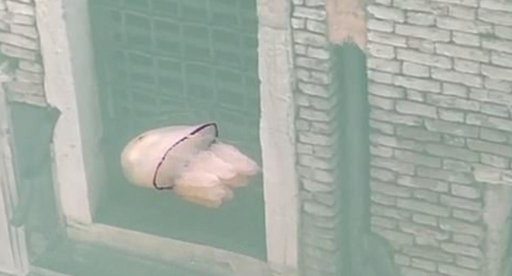 La medusa fue captada en Venecia, por una residente del lugar que se percató de la presencia del animal en las aguas claras de los canales (CAPTURA)  
