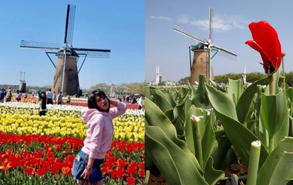 La primavera normalmente se lleva de tulipanes en esta zona, atrayendo turistas. (INTERNET)
