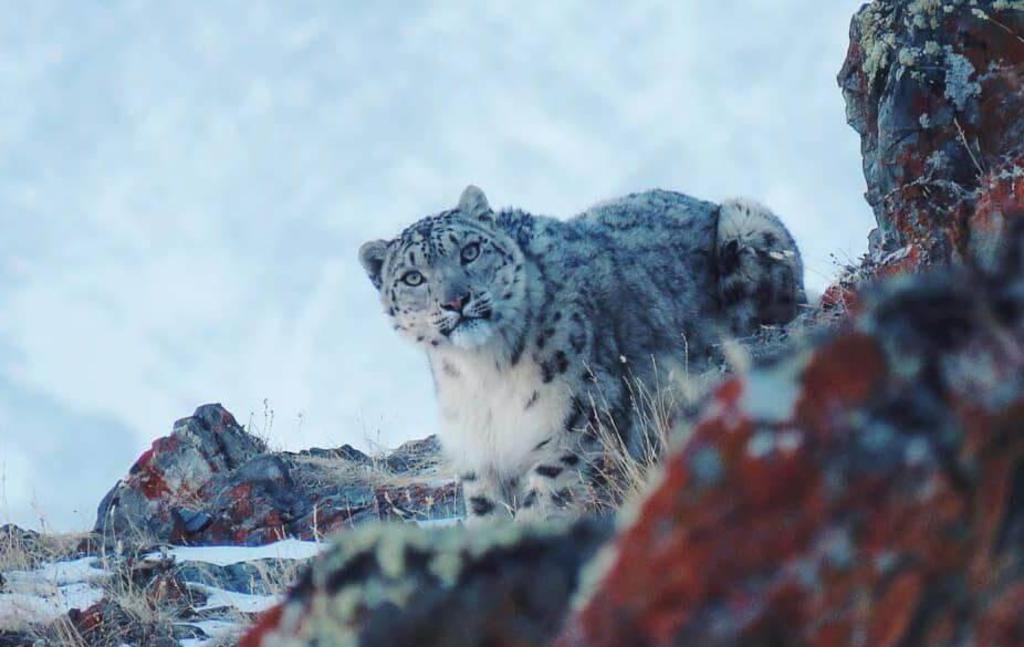 Aleksey Kuzhlekov señaló que el leopardo de las nieves se encontraba a 20 metros de distancia de él y únicamente tuvo 30 segundos para tomarle la fotografía. (FOTO:Aleksey Kuzhlekov)
