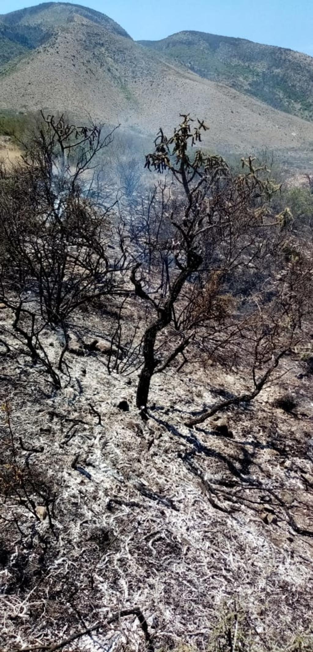 Al lugar acudieron autoridades de la Secretaría del Medio Ambiente y Bomberos de Saltillo, quienes se dieron la tarea de apagar el incendio alrededor de la una de la tarde.(EL SIGLO COAHUILA)