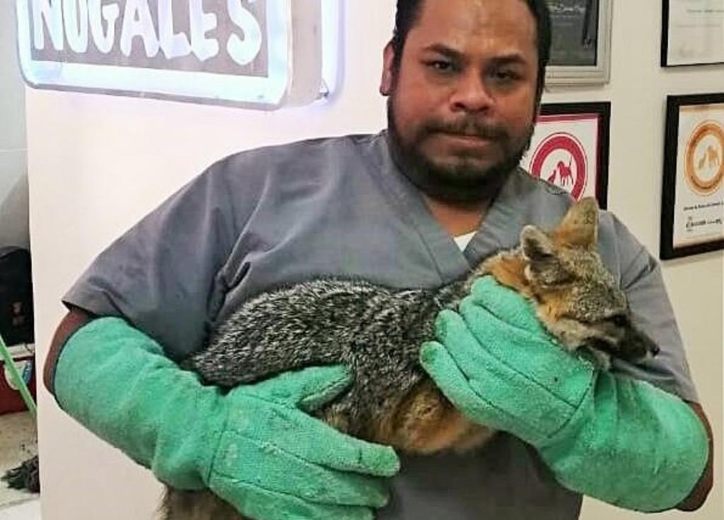 La asociación Rescate de Fauna Torreón acudió al llamado hecho por los bomberos para realizar el rescate de este animal. (EL SIGLO DE TORREÓN)