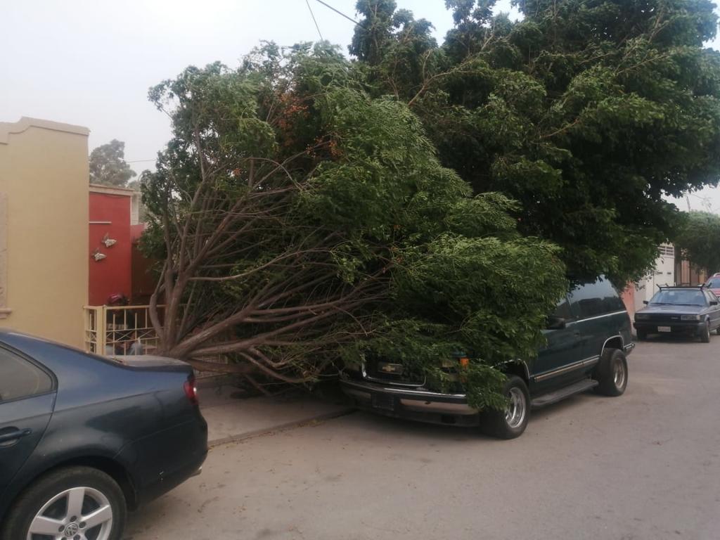 Se reportó la caída de cuatro árboles, cinco cables en Gómez Palacio.