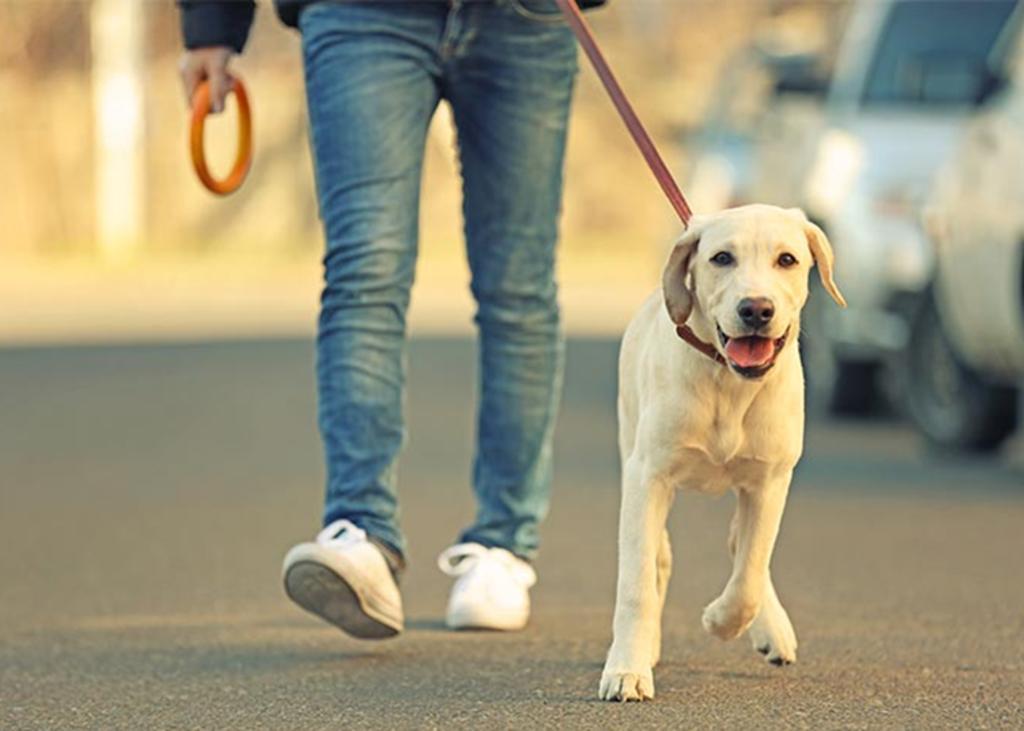 Hacer ejercicio con tu perro o gato puede traer múltiples beneficios para ambos, como mantenerse física y mentalmente activos. (ESPECIAL) 