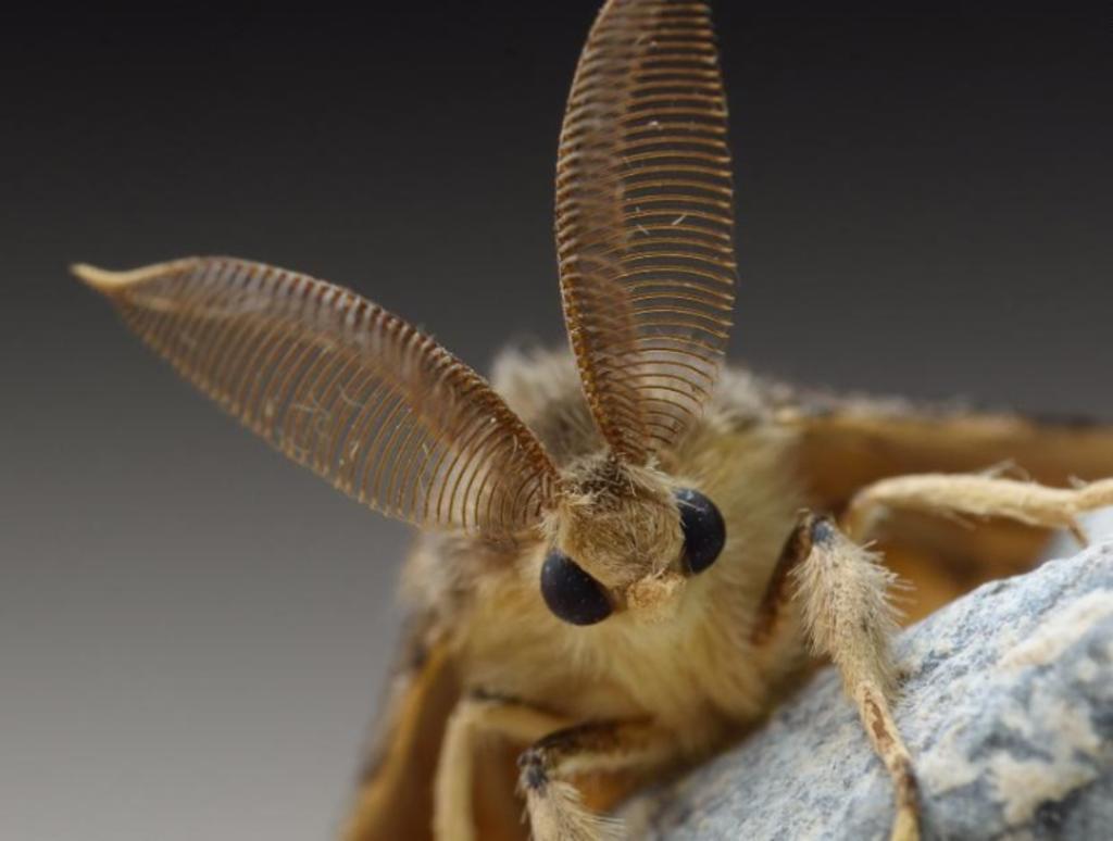 La polilla gitana no nativa, es un nuevo insecto está llamando la atención en científicos y gobierno de Washington. (ARCHIVO)