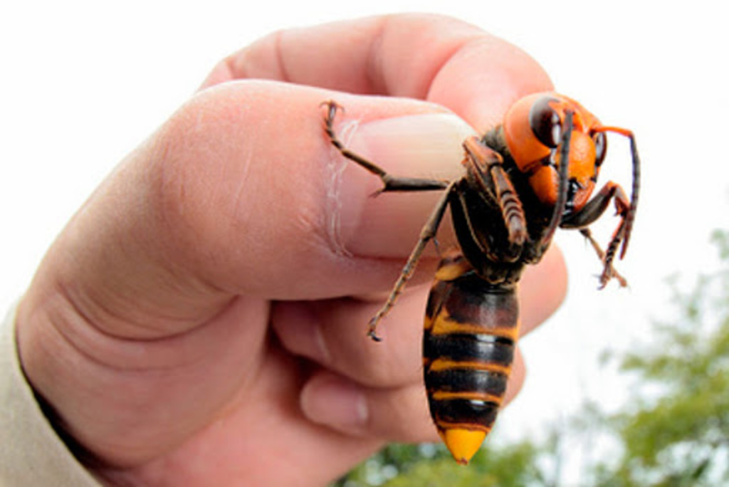 La especie actualmente se encuentra en la frontera norte de Estados Unidos. (ARCHIVO) 