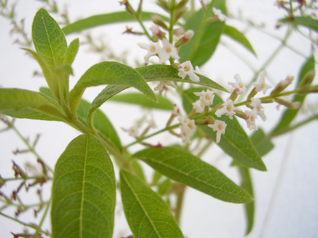 MEDICINAL. Esta planta cuenta con propiedades antioxidantes que ayuan a combatir los radicales libres. (ARCHIVO)