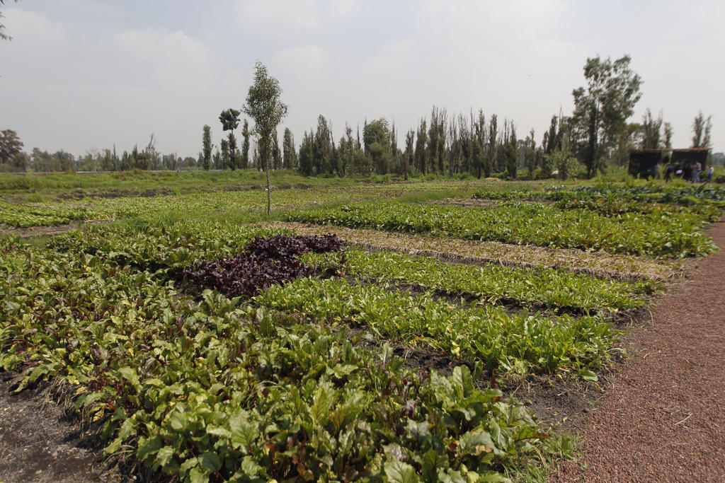 La agrobiodiversidad de los cultivos ayudará a enfrentar las futuras epidemias y efectos del cambio climático. (ARCHIVO) 
