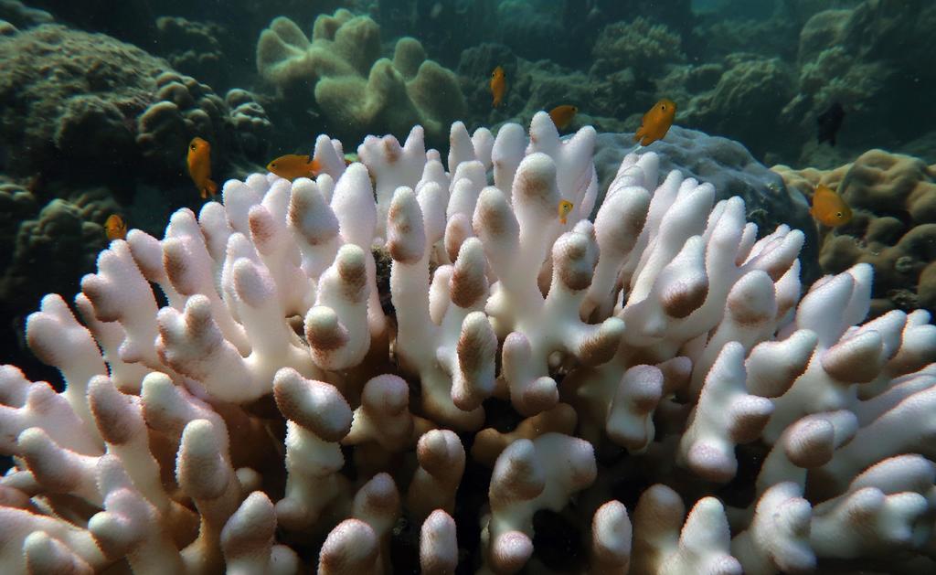 Investigadores de la Agencia Nacional de Ciencias de Australia, el Instituto Australiano de Ciencias Marinas (AIMS) y la Universidad de Melbourne, desarrollan un coral que resiste el aumento de temperatura en el mar. (ARCHIVO) 