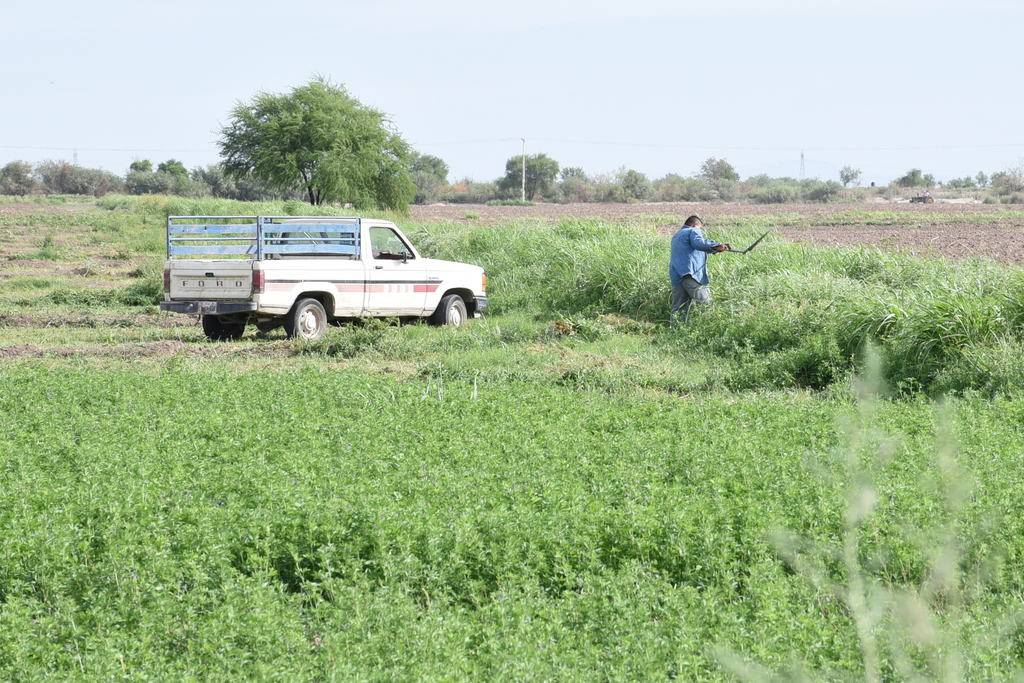 Más de 35 mil hectáreas de alfalfa se sembraron en la región Lagunera durante en el actual ciclo.