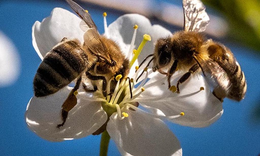  El investigador universitario recordó que existen alrededor de 20 mil especies de abejas en el mundo. (CORTESÍA)