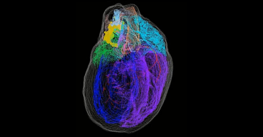 Un equipo de científicos ha creado el primer mapa tridimensional de las neuronas del corazón, un avance que ayudará a estudiar el papel que juegan los grupos de neuronas en los ataques cardíacos y otras patologías. (ARCHIVO) 