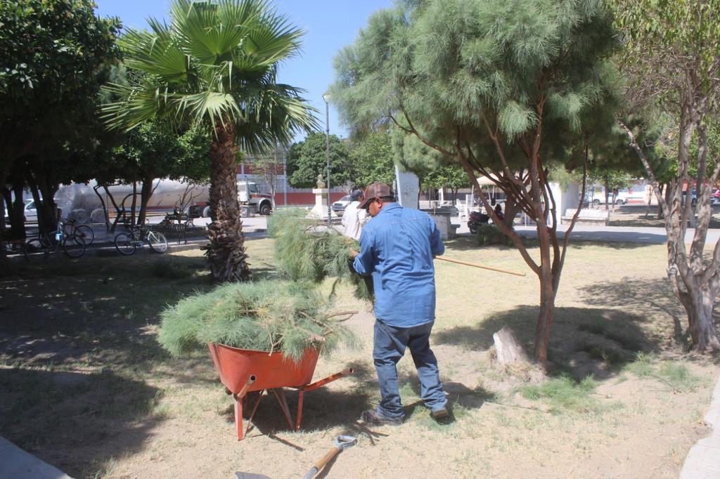 Personal del Departamento de Parques y Jardines de la Presidencia Municipal, recorre parques y plazuelas para preservar árboles en el municipio dando además un mantenimiento general. (DIANA GONZÁLEZ)