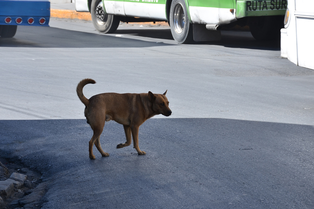 La ciudadanía se queja por perros callejeros y baja presión de agua potable durante esta contingencia sanitaria por el coronavirus.