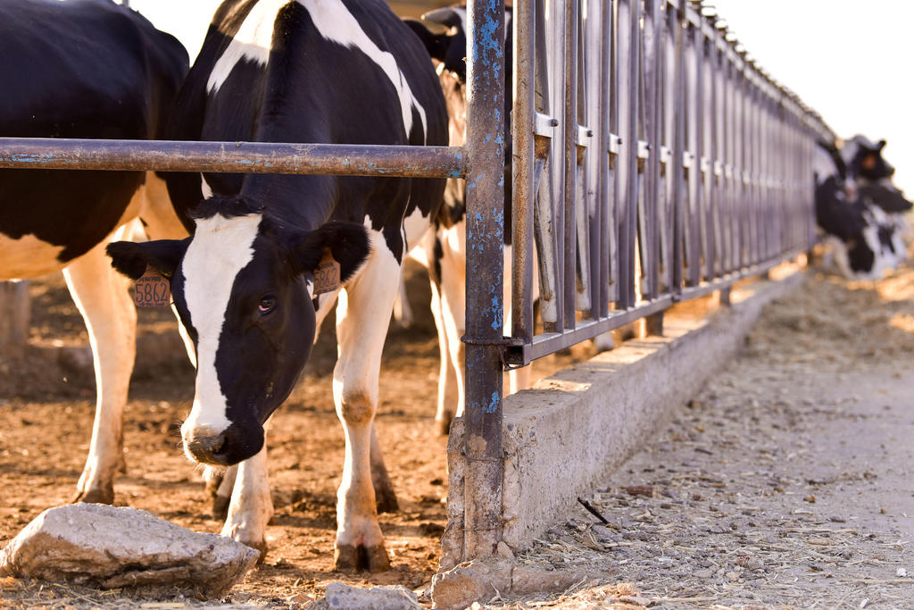 El Grupo Lala inició la producción de entre 15 mil y 25 mil litros diarios de leche en Chiapas, con el apoyo de ganaderos locales. (ARCHIVO)
