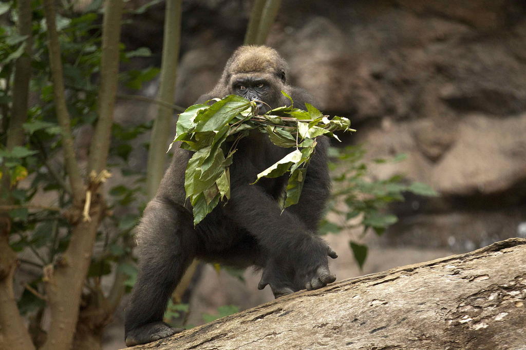 La posición dominante entre las hembras de gorilas de montaña no tiene relación con el tamaño de su cuerpo, pero sí influye en el aumento de su éxito reproductivo. (ARCHIVO) 