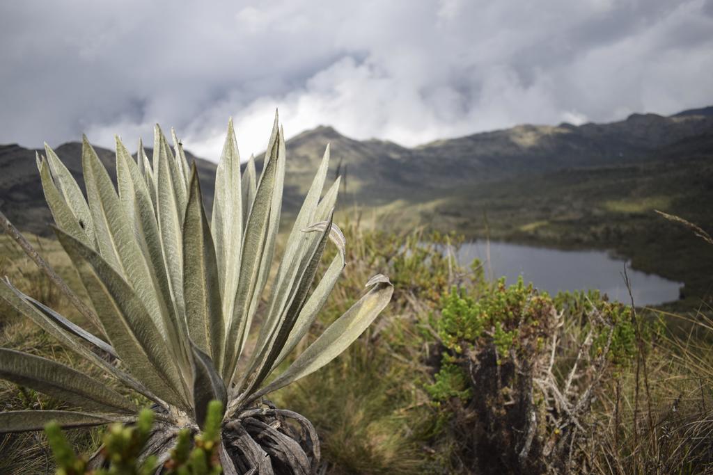 Científicos de la Universidad de Antioquia informaron que hallaron una nueva especie de frailejón en una montaña del noroeste de Colombia. (ARCHIVO) 