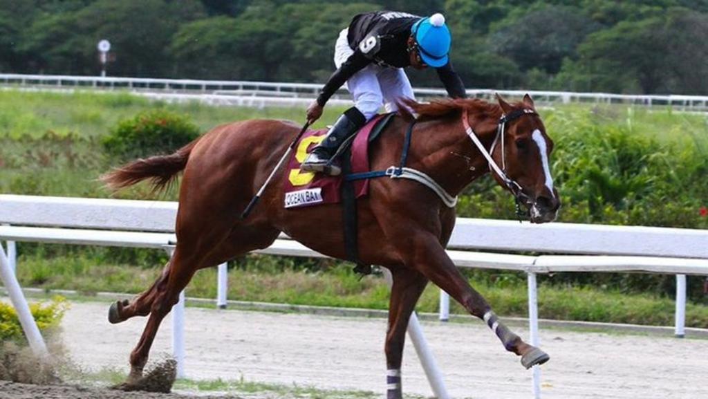 'Ocean Bay', un caballo pura sangre y multicampeón, fue encontrado descuartizado por su entrenador Ramón García Mosquera, en Zulia, Venezuela. (CORTESÍA)