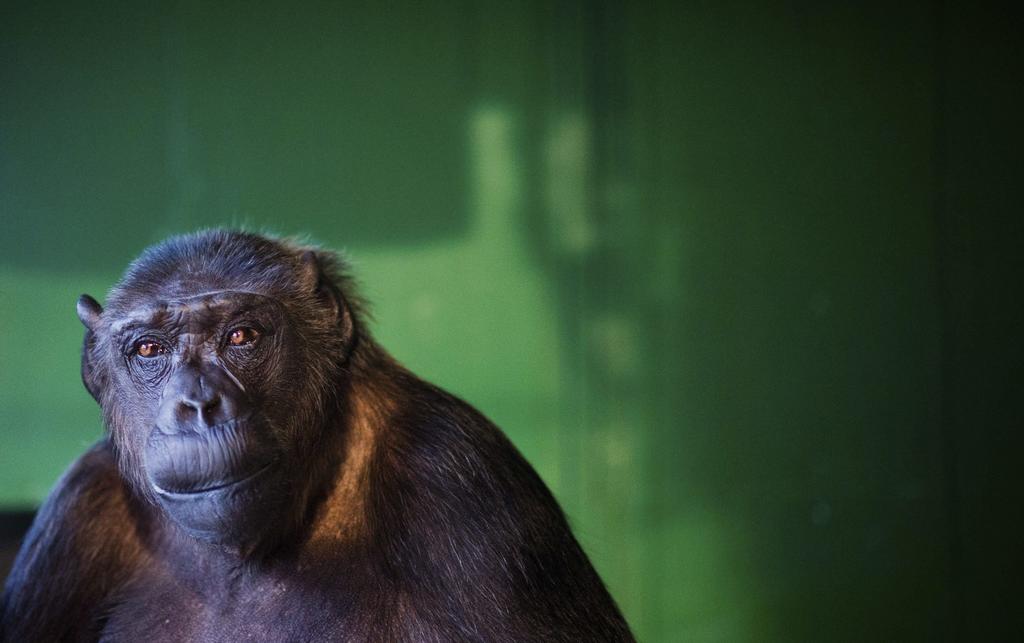 Los chimpancés salvajes están en peligro de extinción y las enfermedades cardiovasculares son muy comunes en esta especie, por lo que comprender su corazón es vital para su conservación. Ahora, una nueva investigación constata que algunos de estos animales tienen un hueso en el corazón. (ARCHIVO) 