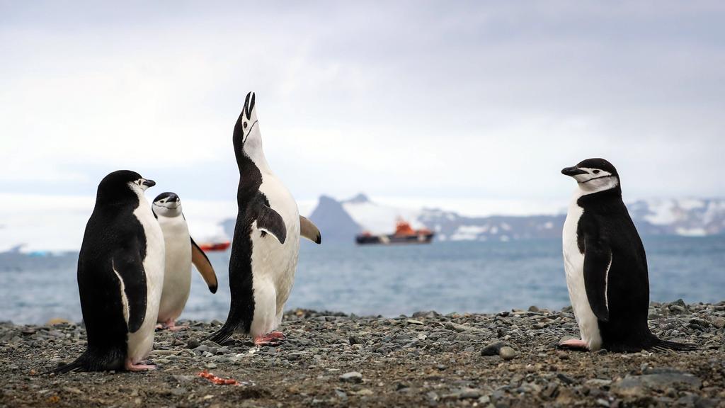 El turismo en la Antártida está ejerciendo una importante presión sobre el entorno natural, en su mayoría virgen. Ahora, un grupo de científicos ha estudiado las diferentes estrategias e instrumentos de gestión turística para reducir los impactos que esta actividad puede ocasionar. (ARCHIVO) 
