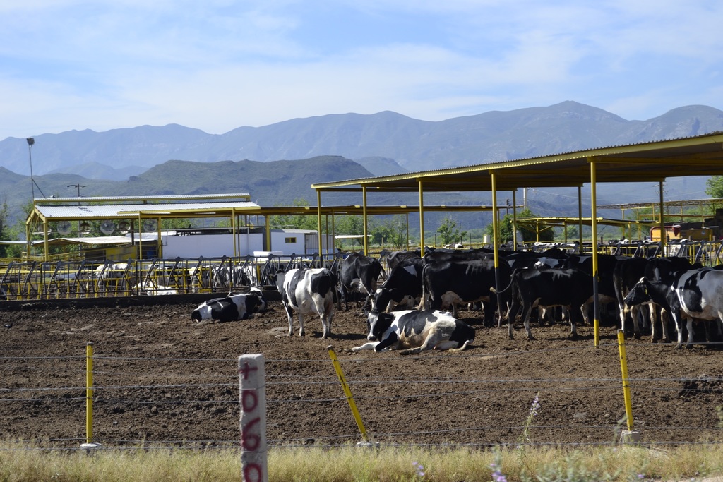 La entidad se ubica en tercer lugar en cuanto a la producción del lácteo derivado del ganado bovino. (EL SIGLO DE TORREÓN) 