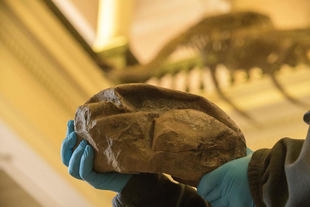 Un grupo de investigadores chilenos descubrió en la Antártida el huevo más grande de la era de los dinosaurios, de casi 30 centímetros y 6.5 kilos. (ARCHIVO) 
