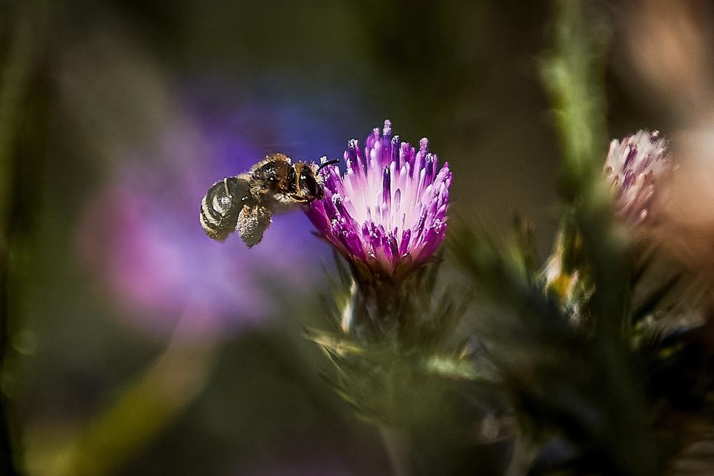 Un científico japonés ingenió una forma de polinizar a las flores ante la creciente desaparición de las abejas: emplear burbujas de jabón impregnadas con polen de abeja. (ARCHIVO) 